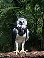 Harpy Eagle