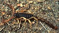 Centruroides suffusus