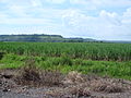 Español: Caña de azúcar English: Sugarcane