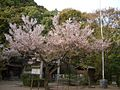 境内の桜