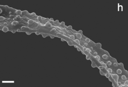 Clavariadelphus (10.3897-mycokeys.70.54149) Figure 5h.png