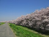 熊谷桜堤（埼玉県熊谷市）