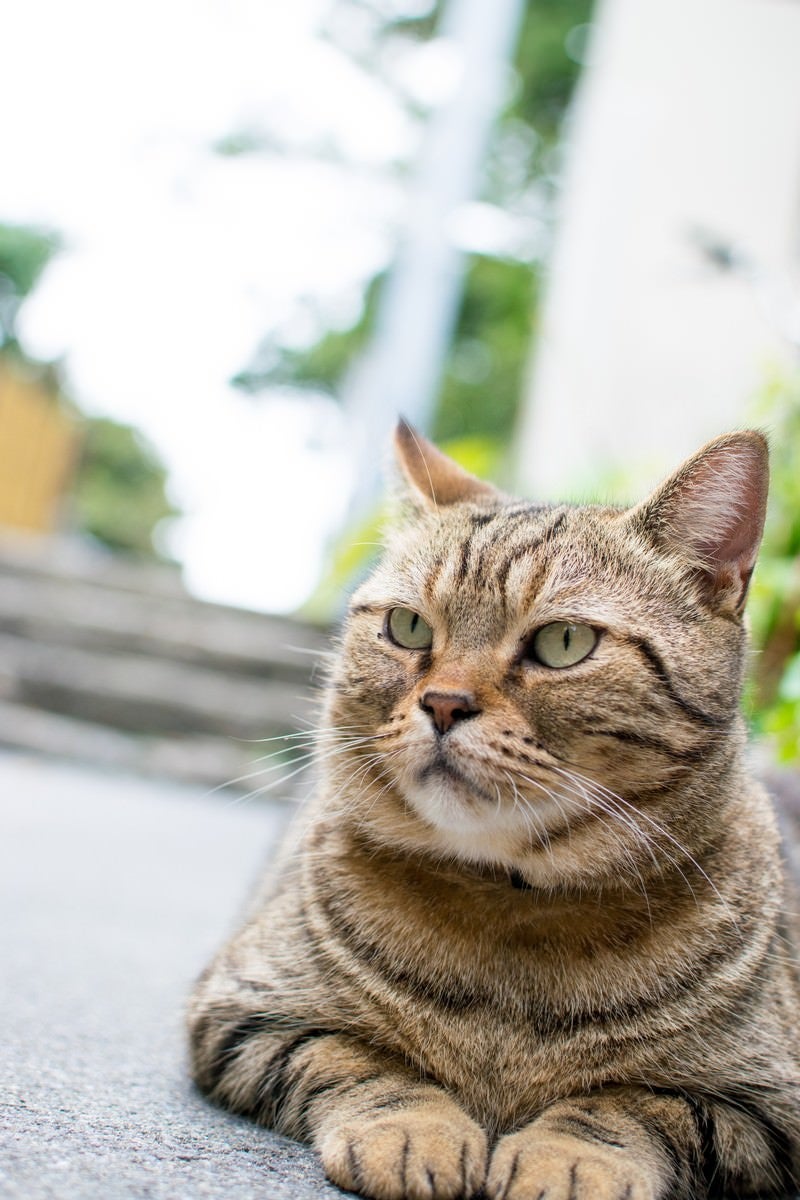 ボス風格の野良猫の写真