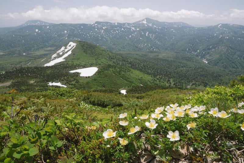 チングルマと八甲田山の山々の景色の写真