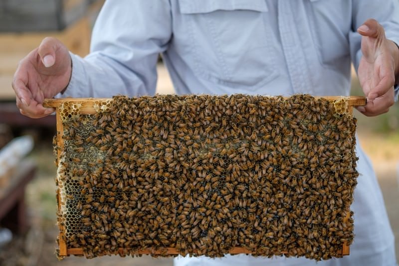 蜜の溜まっている巣板にビッシリのミツバチの写真