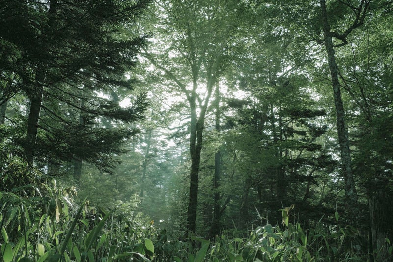 光芒が差し込む森（焼岳）の写真