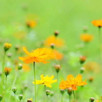 キバナコスモスの花の写真