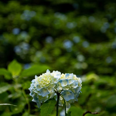 力強く咲く一輪の紫陽花（アジサイ公園）の写真