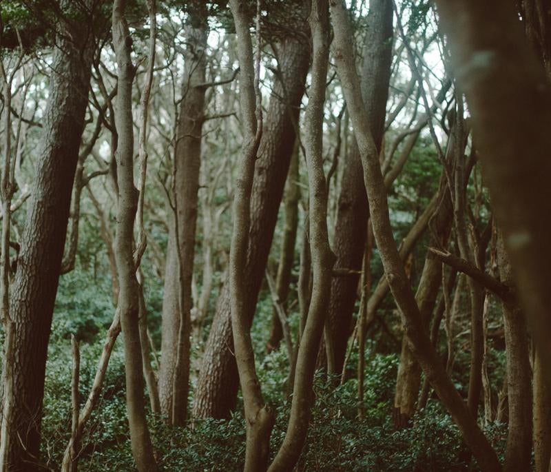 枝道の写真