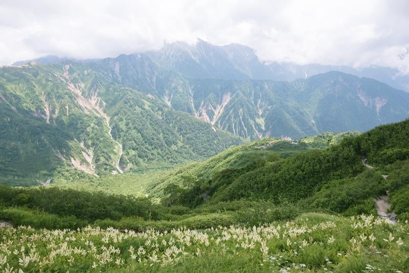 バイケイソウが咲き乱れる小池新道の景色の写真