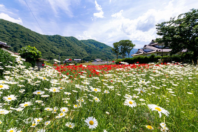 畑の畔に咲く野花の写真