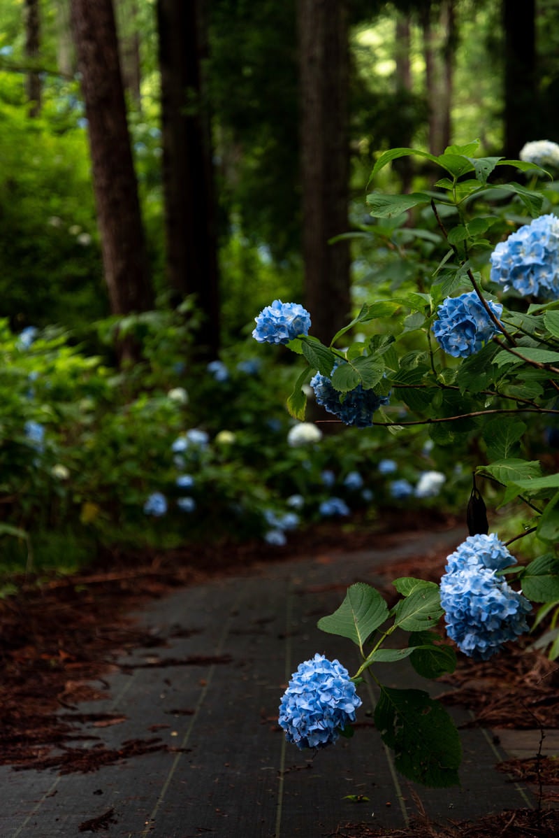 遊歩道沿いに咲く紫陽花（アジサイ公園）の写真