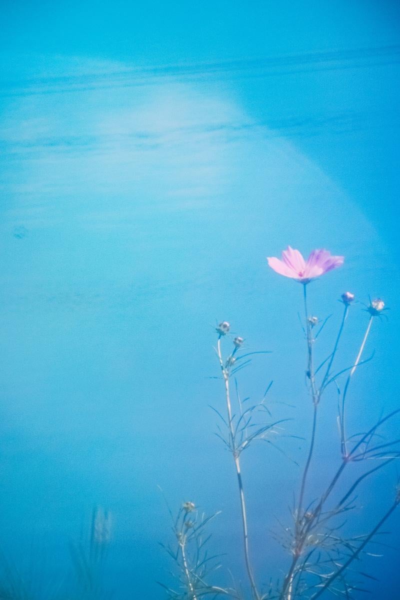 開花はじめの秋桜との写真