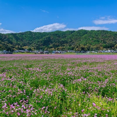 レンゲ畑と民家の写真