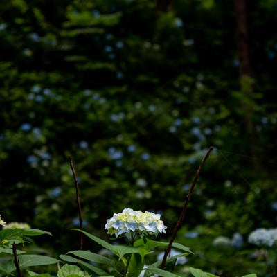 紫陽花と蜘蛛の巣（アジサイ公園）の写真