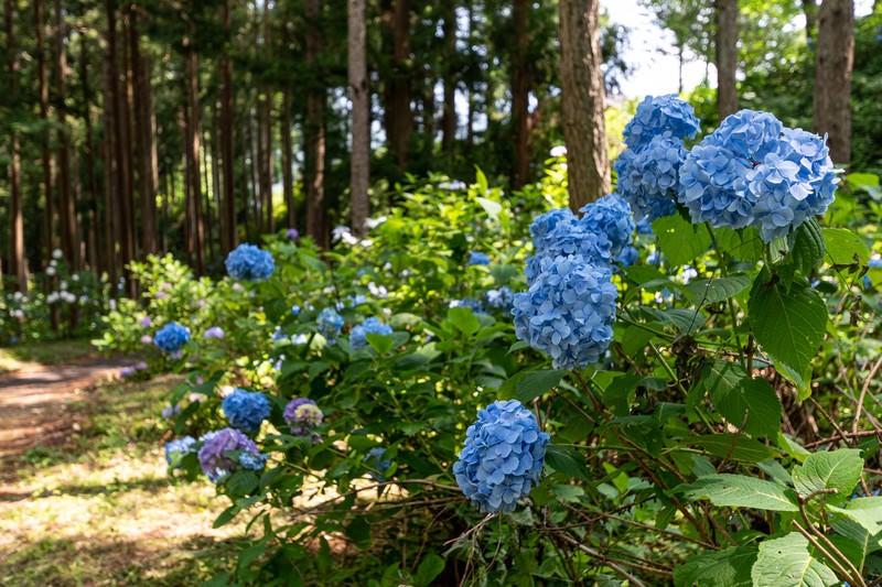 道端に咲く紫陽花（アジサイ公園）の写真