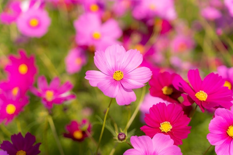 開花を始めたコスモスの写真