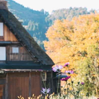 岐阜県白川郷合掌集落に咲くコスモスの写真