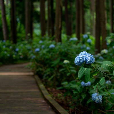 木漏れ日に照らされる紫陽花（アジサイ公園）の写真