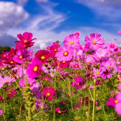 色鮮やかに咲き誇る秋桜の写真