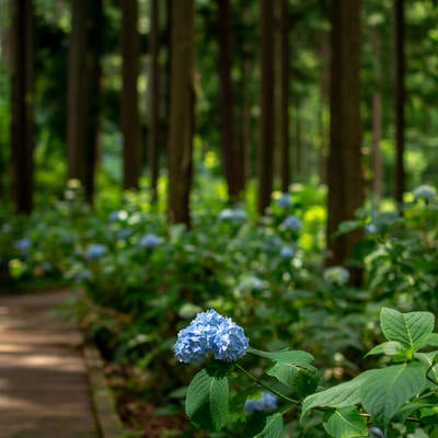 木漏れ日を浴びる一輪の紫陽花（アジサイ公園）の写真