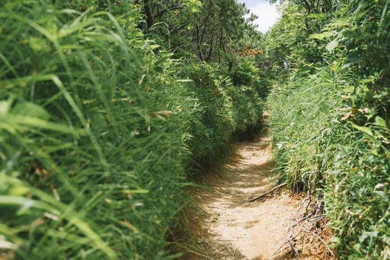 弓折尾根稜線登山道の写真