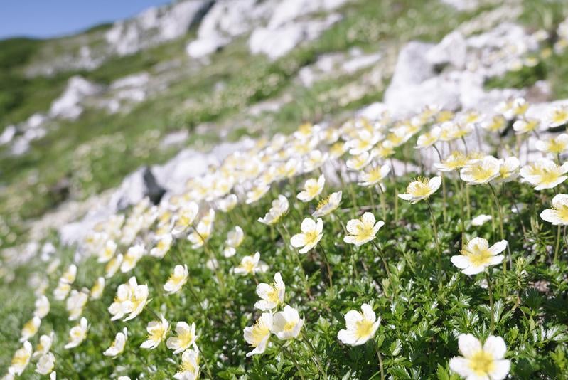 空に向かって咲くチングルマの花の写真