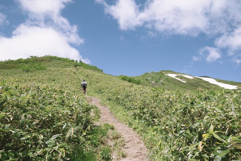 笹が揺れる草原を登る登山者の写真