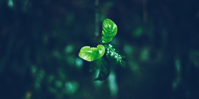 小さくな新芽（虫食い）の写真