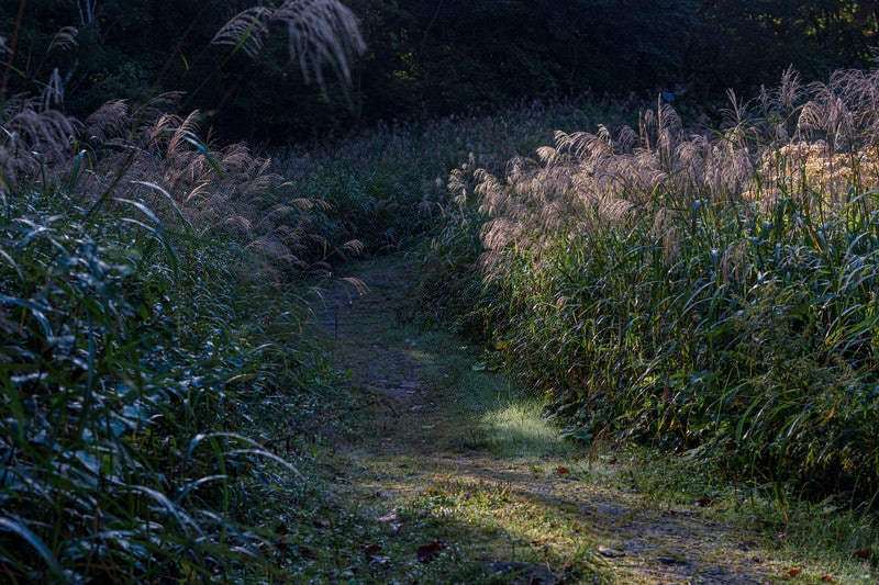 ススキがささやく磐梯山の登山道の写真