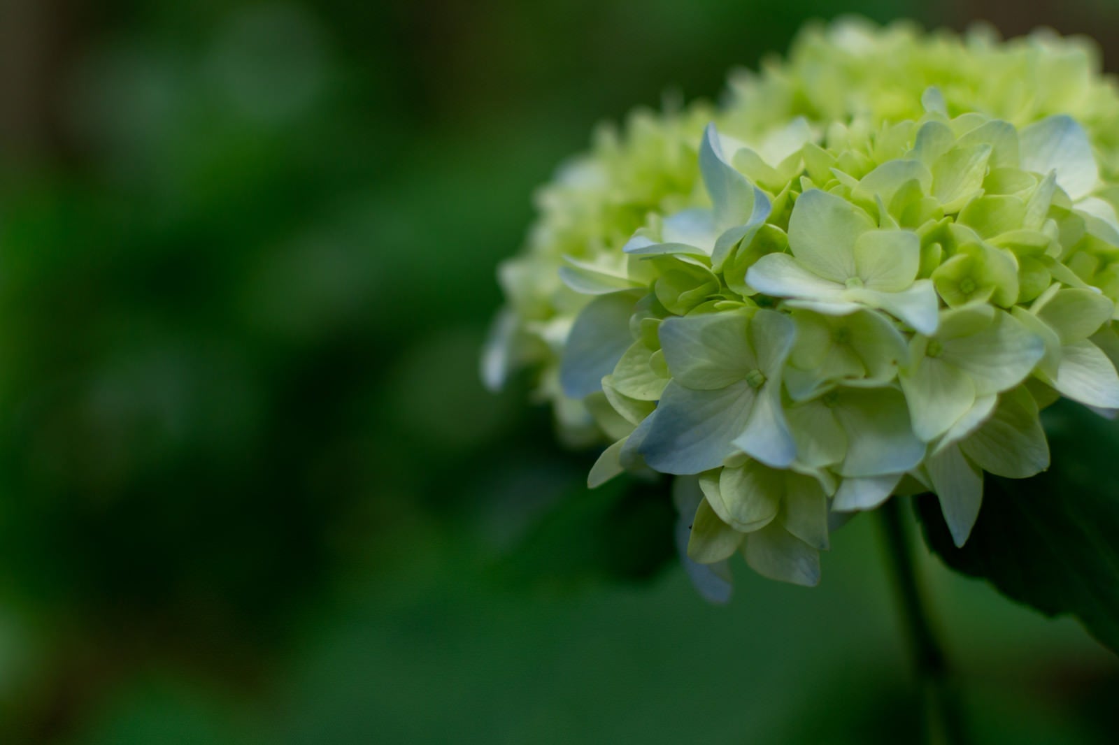 「紫陽花の花序（アジサイ公園）」の写真