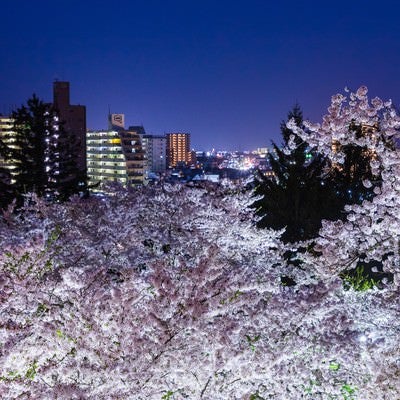 盛岡城跡の夜桜と市街の写真