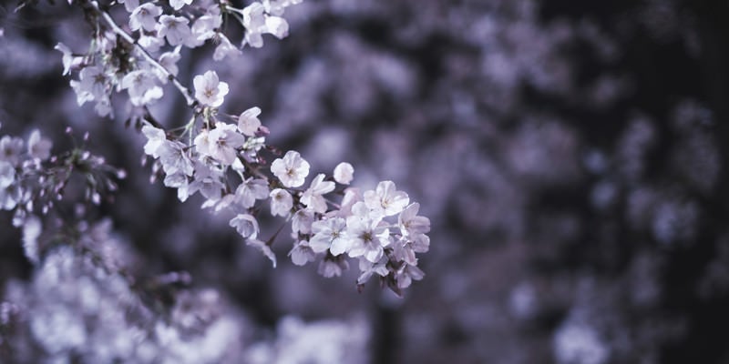 開花した夜桜の写真