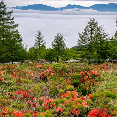 美ヶ原の雲海とレンゲツツジの写真