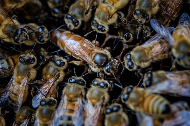 女王蜂を取り囲む働き蜂、ロイヤルコートの様子の写真