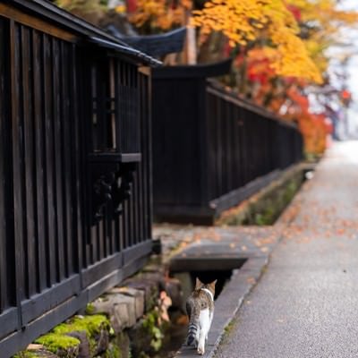 武家屋敷のぬこの写真