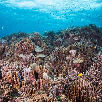 辺野古基地埋め立て近くの珊瑚の写真