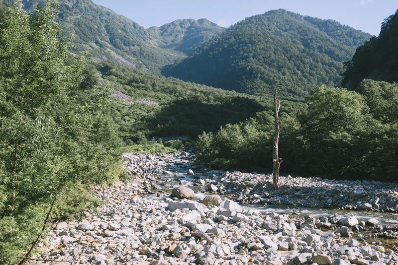 小池新道のシンボルツリーの写真