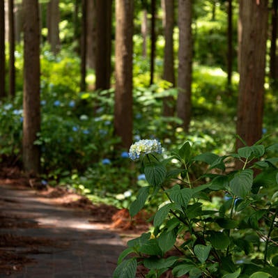 小道沿いに咲く紫陽花（アジサイ公園）の写真