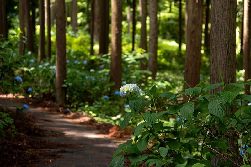 小道沿いに咲く紫陽花（アジサイ公園）の写真