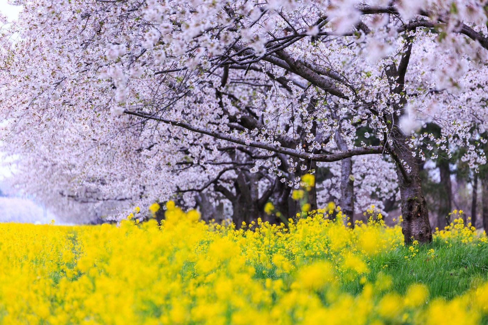 「大潟村菜の花ロード」の写真