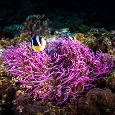 辺野古基地埋め立て近くの水中生物の写真