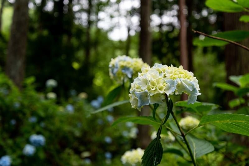 山道沿いに咲く紫陽花（アジサイ公園）の写真