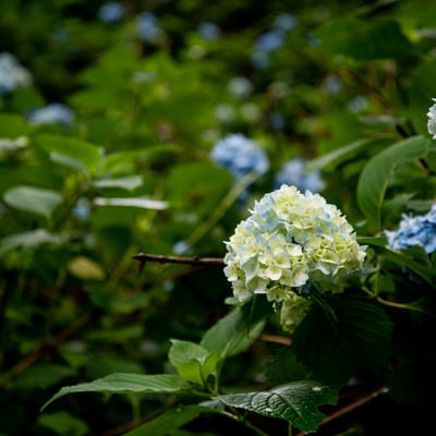 ふっくらとした花序の紫陽花（アジサイ公園）の写真