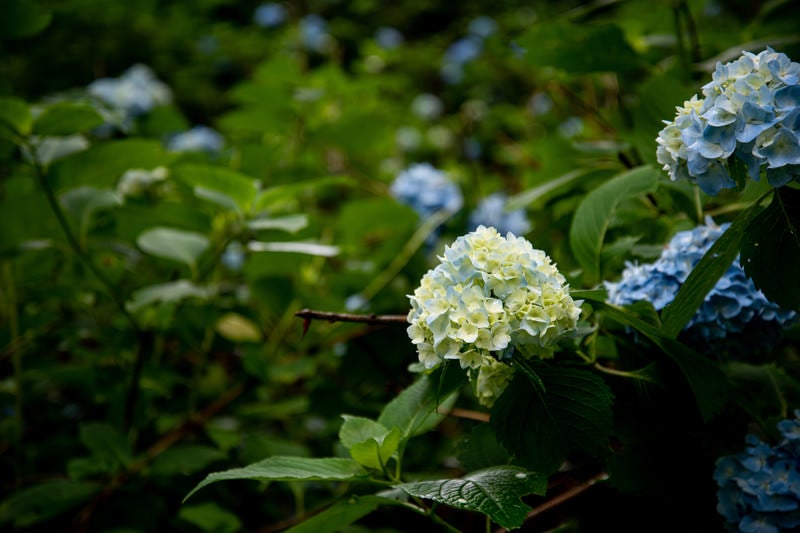 ふっくらとした花序の紫陽花（アジサイ公園）の写真