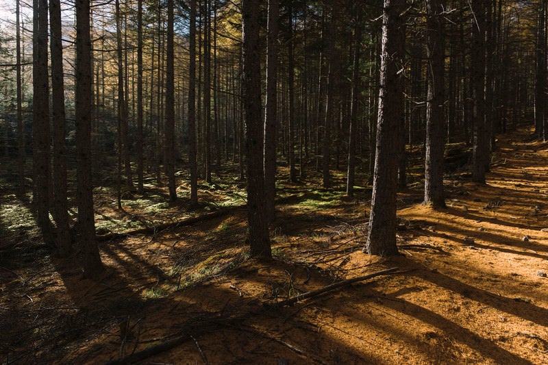 唐松の落葉の絨毯を歩く登山道（甲武信ヶ岳）の写真