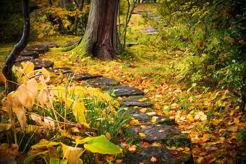 紅葉と石畳の写真