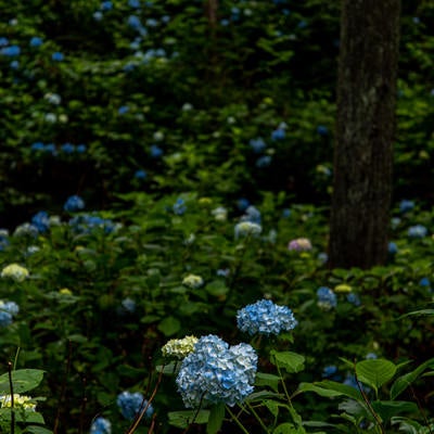 森に群生するアジサイ（アジサイ公園）の写真