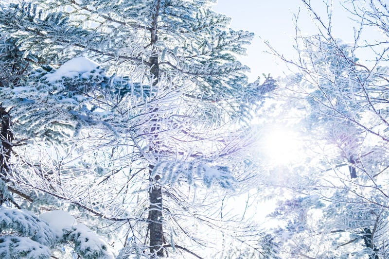 霧氷の間から差し込む朝日の写真