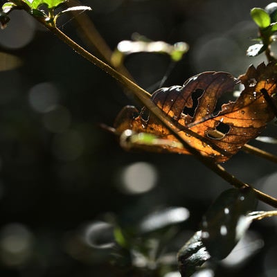 枝にかかる虫食いの枯れ葉の写真